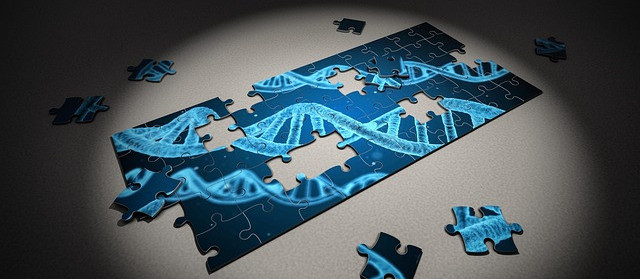 a jigsaw of DNA