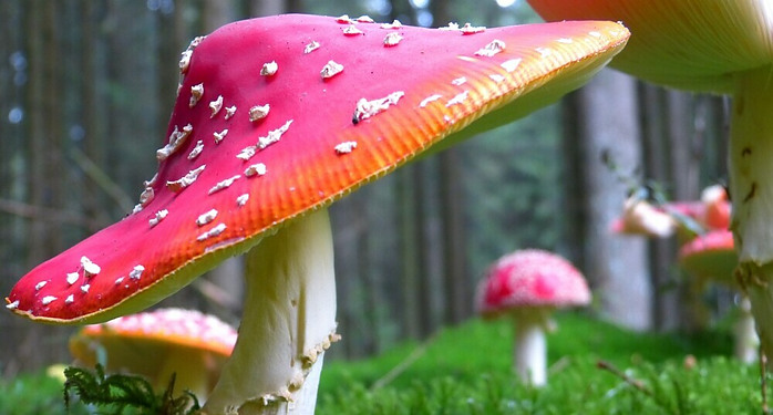 dots on toadstools