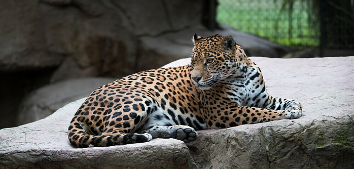 spots on a leopard